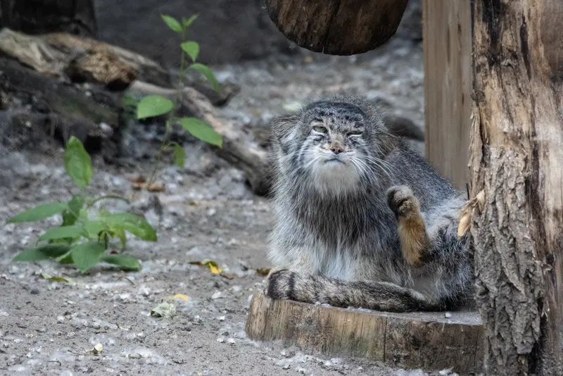 ノヴォシビルスク動物園のミアの写真