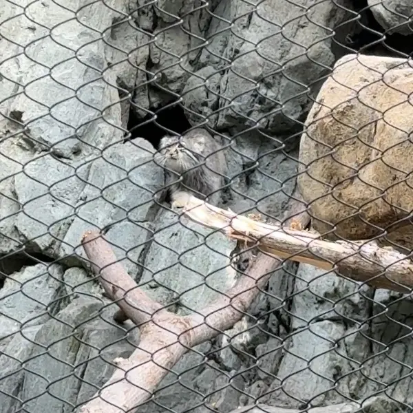 ウッドランド・パーク動物園のマヌルネコの写真