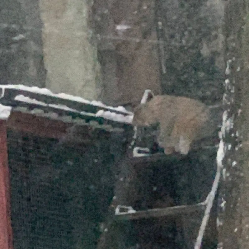 モスクワ動物園のティモフェイの写真