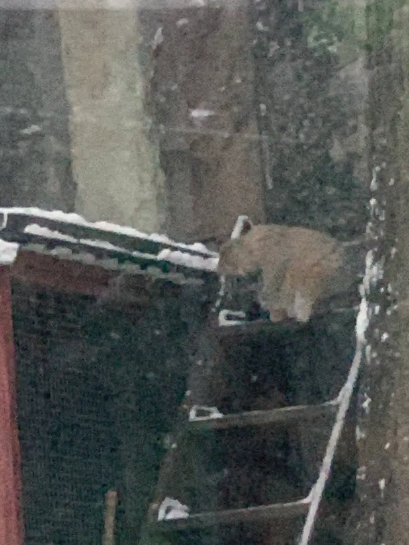 モスクワ動物園のティモフェイの写真