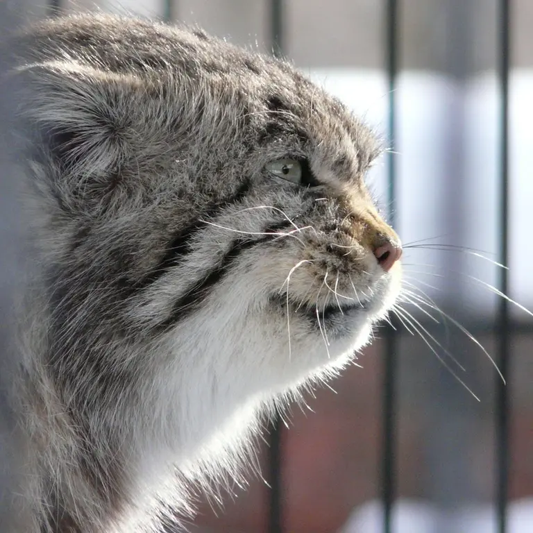 ポッター・パーク動物園のマヌルネコの写真