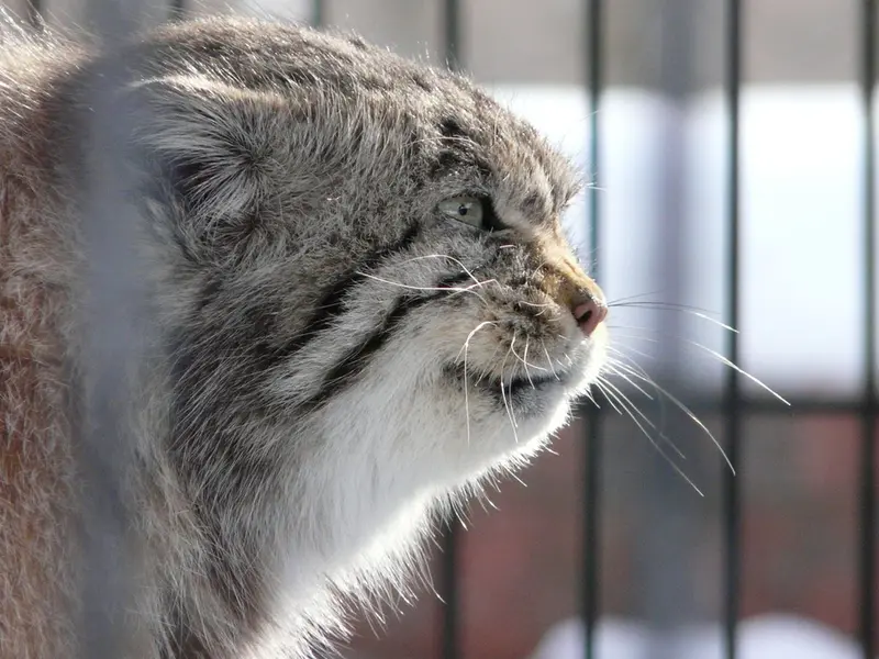 ポッター・パーク動物園のマヌルネコの写真
