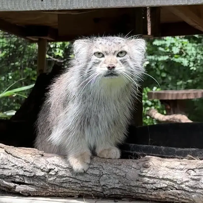 スミソニアン国立動物園のマヌルネコの写真