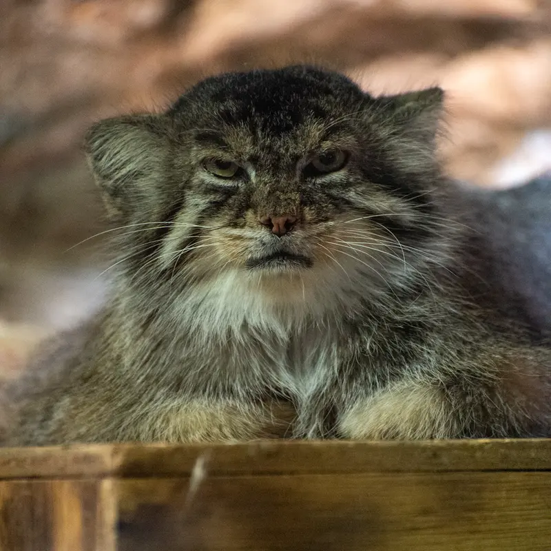 恩賜上野動物園のプリームラの写真