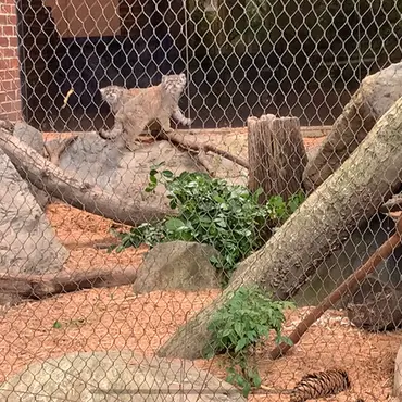 プロスペクト・パーク動物園のサルナイとバトゥの写真
