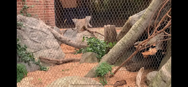 プロスペクト・パーク動物園のサルナイとバトゥの写真