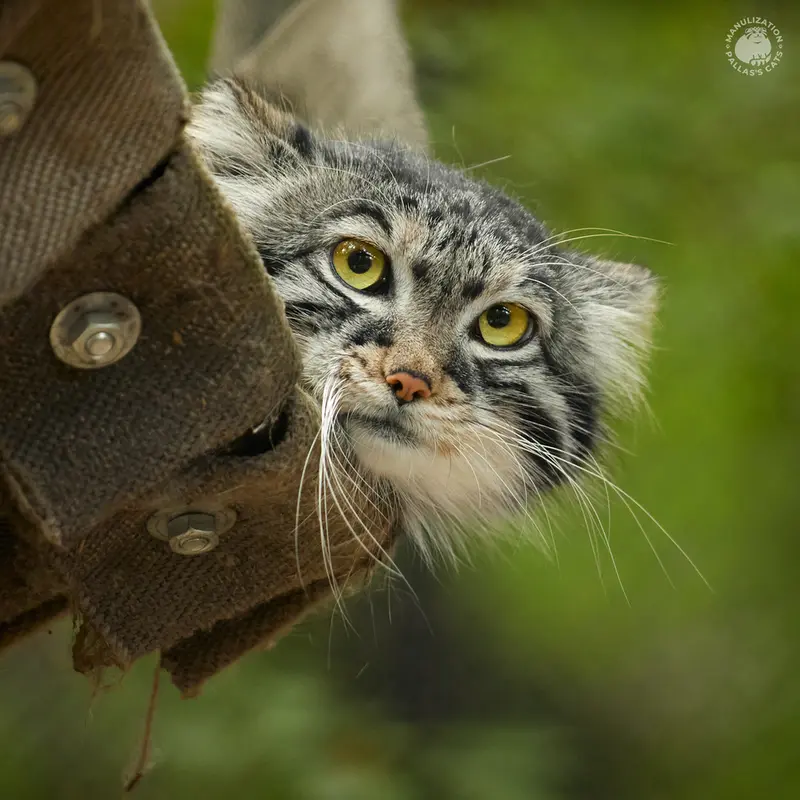 ノヴォシビルスク動物園のエマの写真