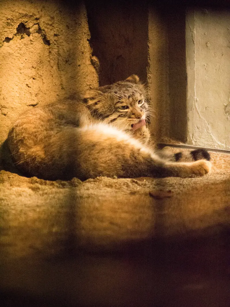 野毛山動物園のフィーガの写真