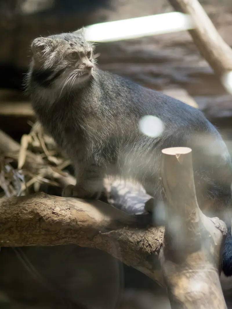 恩賜上野動物園のクリョンの写真