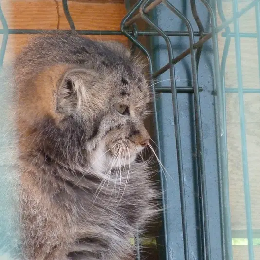 バルナウル動物園「レースナヤ・スカースカ」のペペの写真