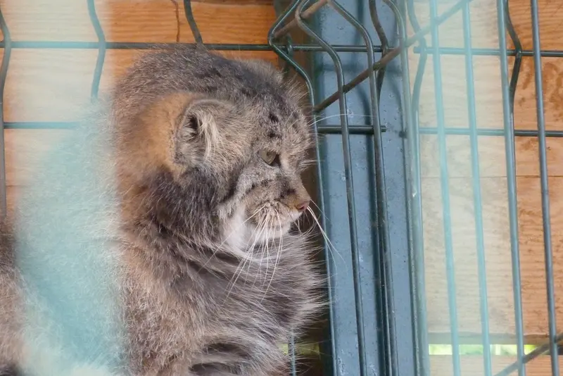 バルナウル動物園「レースナヤ・スカースカ」のペペの写真