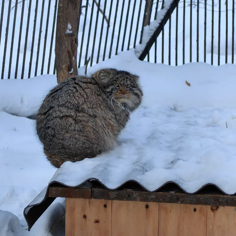 ノヴォシビルスク動物園のマリクの写真