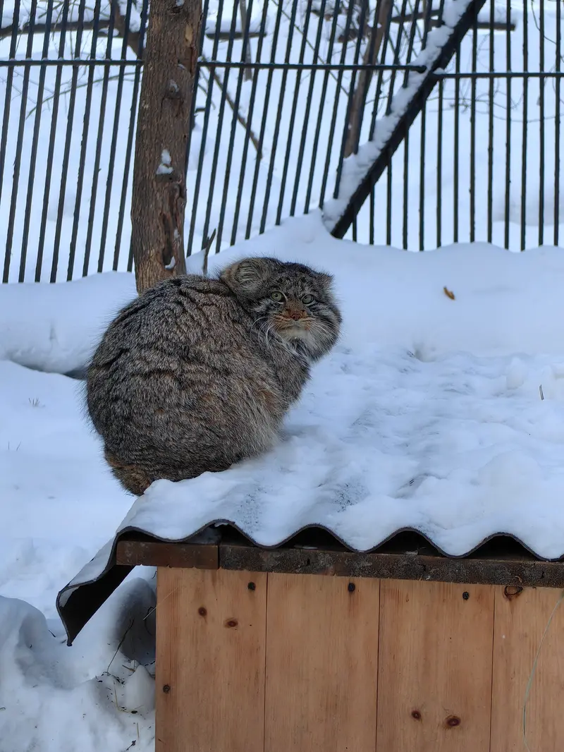 ノヴォシビルスク動物園のマリクの写真