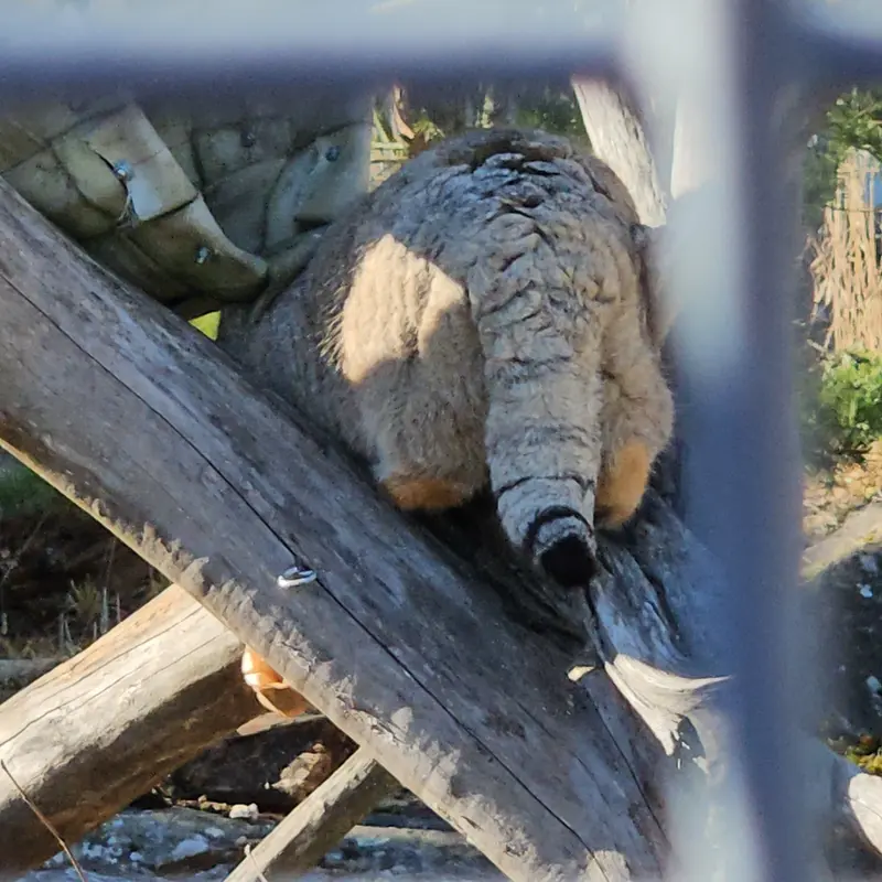 コルケアサーリ動物園のミミの写真