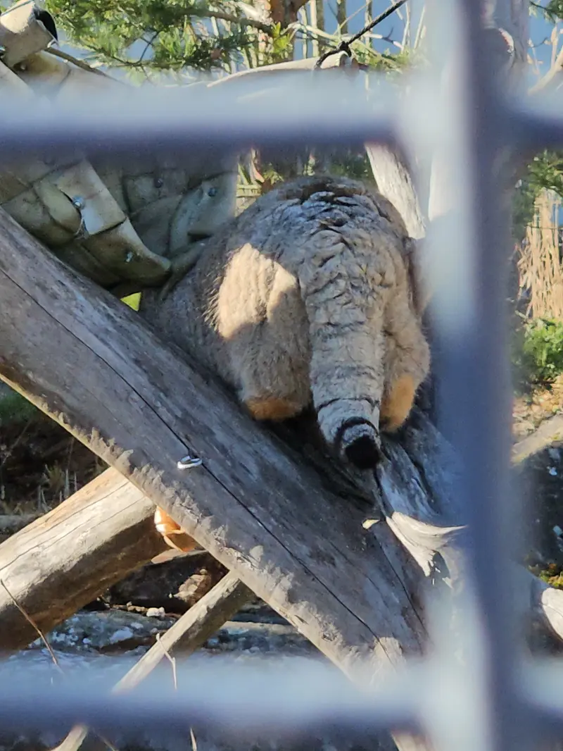 コルケアサーリ動物園のミミの写真