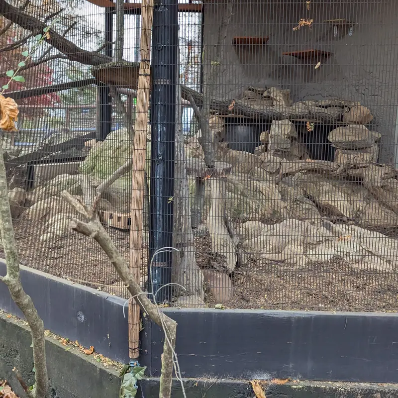 ミル・マウンテン動物園のノルブの写真