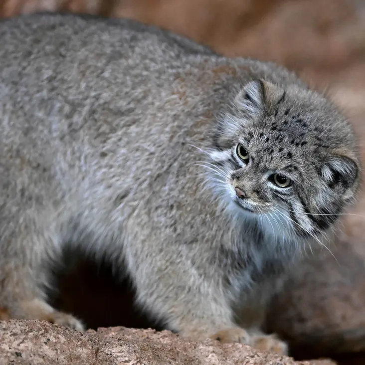 ブルックフィールド動物園シカゴのルビーの写真