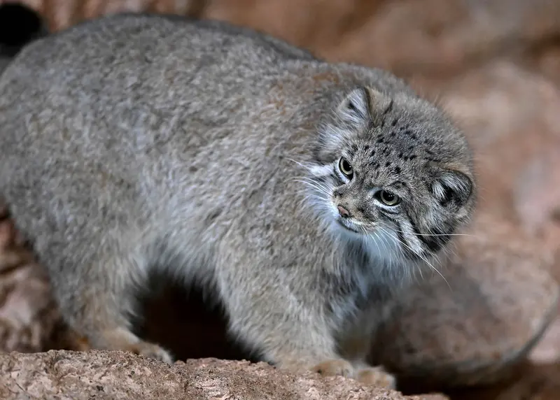 ブルックフィールド動物園シカゴのルビーの写真