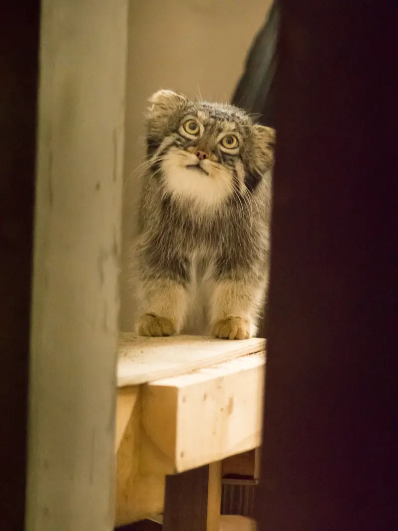 野毛山動物園のフィーガの写真