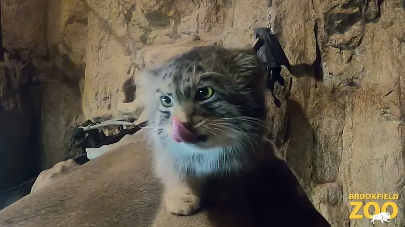 ブルックフィールド動物園シカゴのヨハンの動画