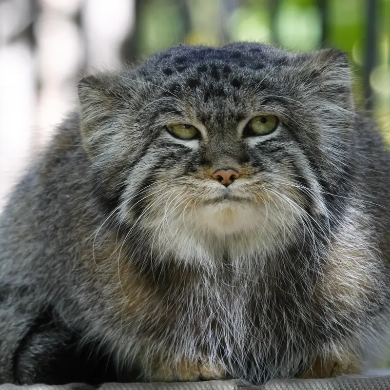 ノヴォシビルスク動物園のシルヴェスターの写真