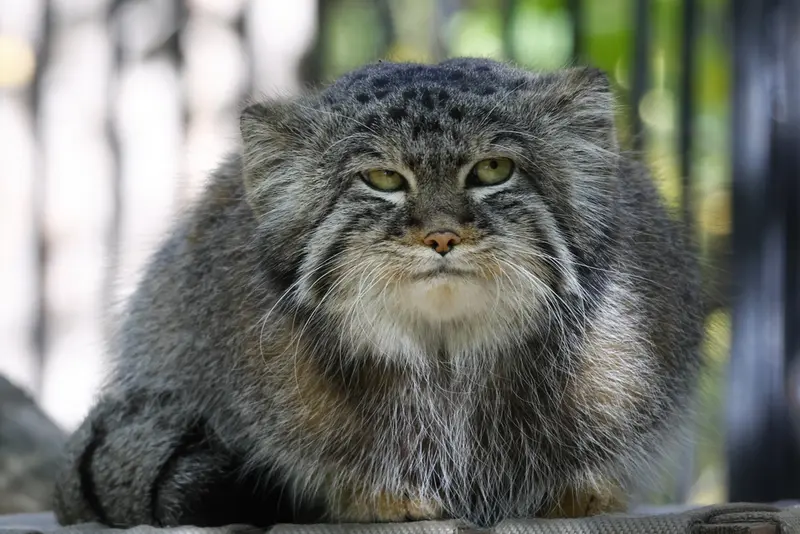 ノヴォシビルスク動物園のシルヴェスターの写真