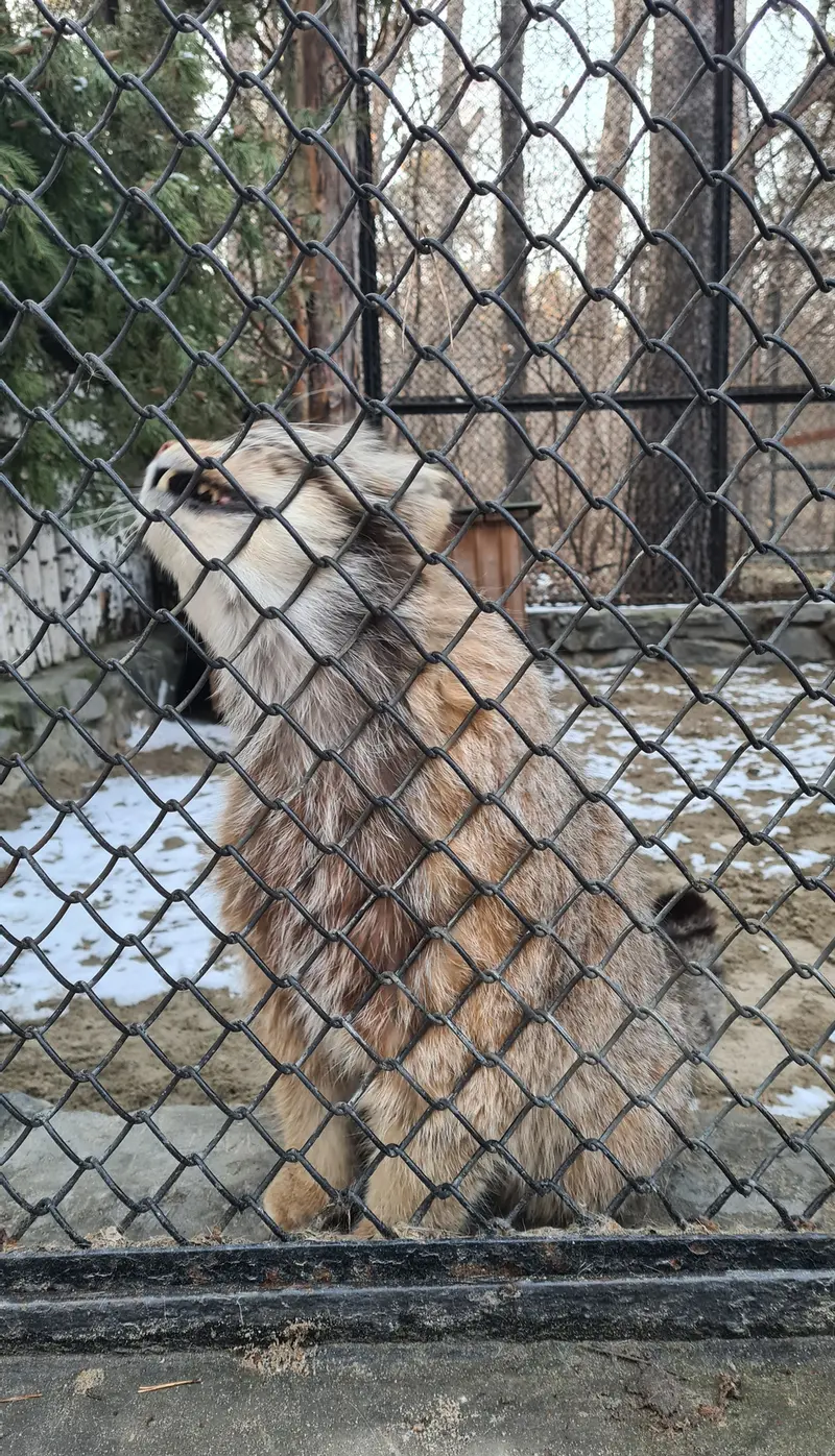 マヌルネコの写真