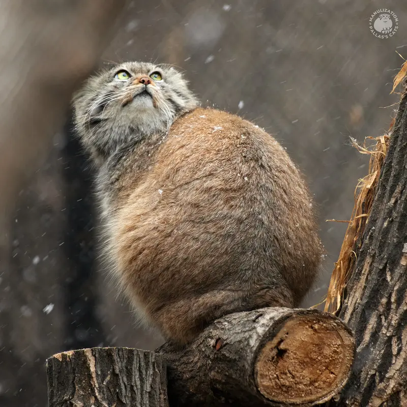ノヴォシビルスク動物園のペペの写真