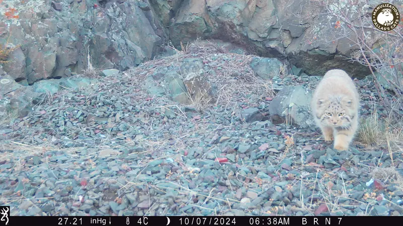 エギズカラ［新］カメラトラップで撮影したOtocolobus manul manulの写真