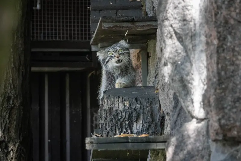 モスクワ動物園のティモフェイの写真