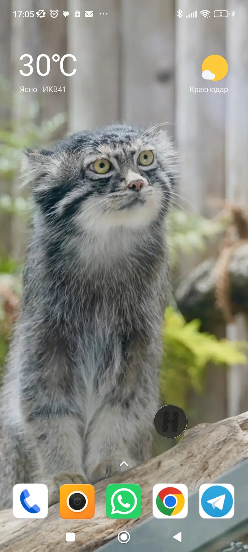 マヌルネコの写真