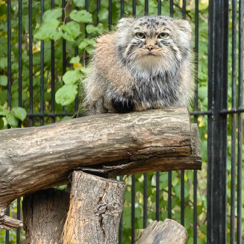 ノヴォシビルスク動物園のガビの写真