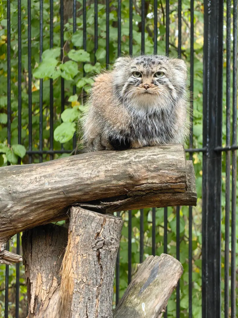 ノヴォシビルスク動物園のガビの写真