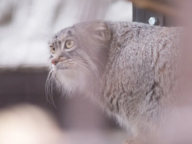 野毛山動物園のフィーガの写真