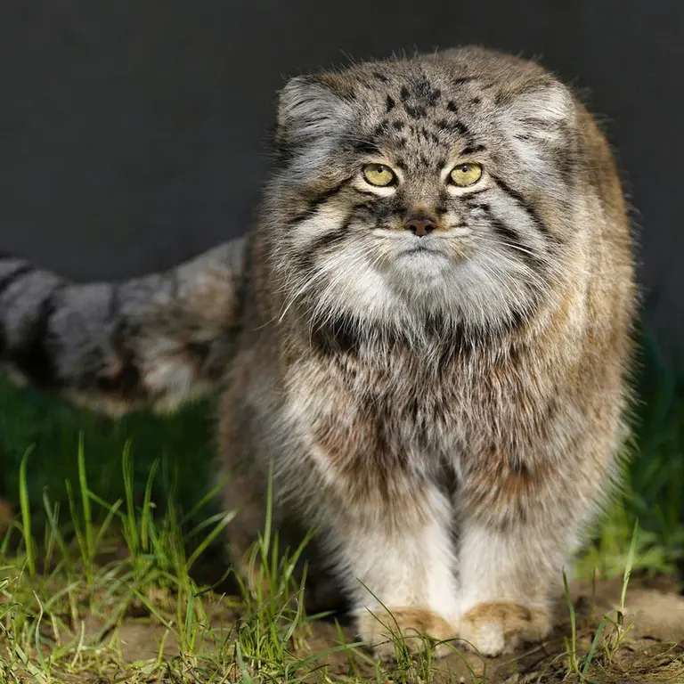 グラスレーベン動物園のディマの写真