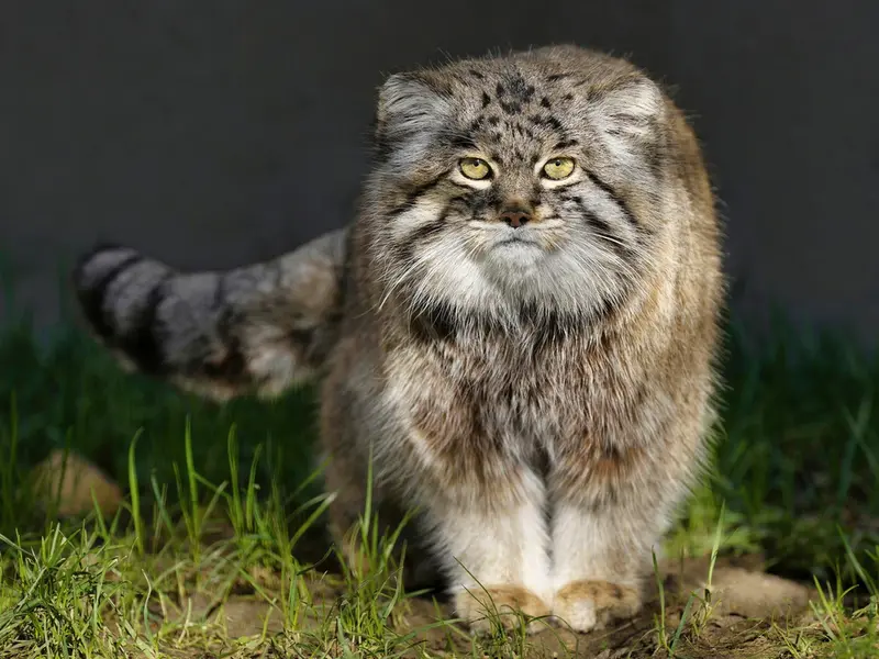 グラスレーベン動物園のディマの写真