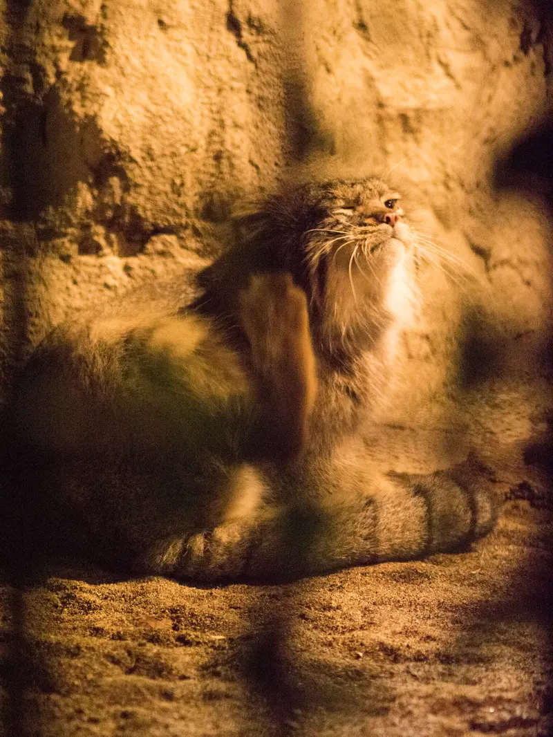 野毛山動物園のフィーガの写真