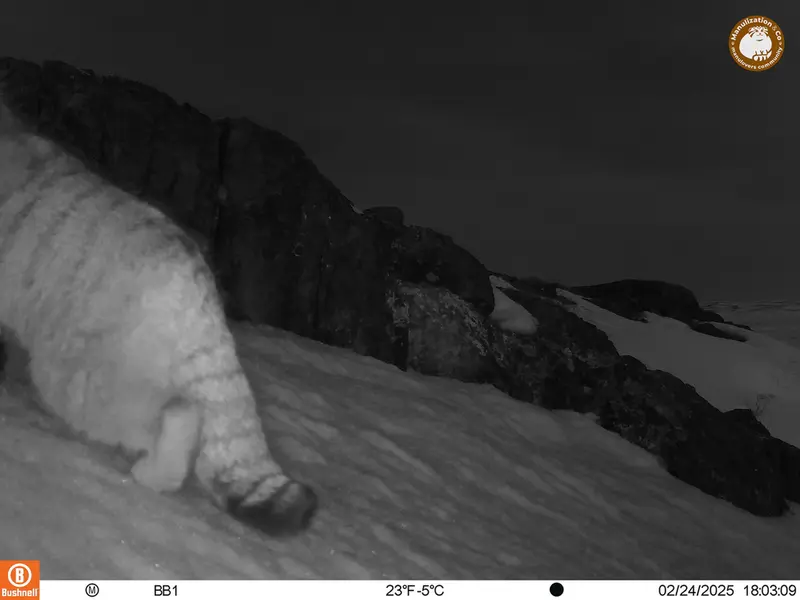 アクタス＝クンコラ［新］カメラトラップで撮影したOtocolobus manul manulの写真