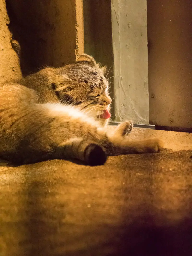 野毛山動物園のフィーガの写真