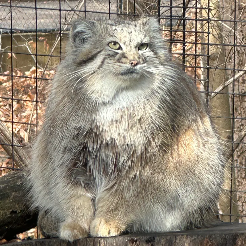 スミソニアン国立動物園のアカルの写真