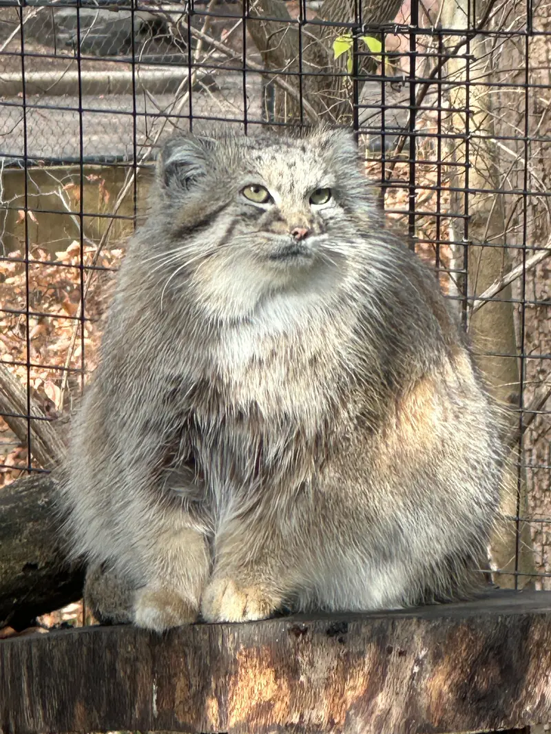 スミソニアン国立動物園のアカルの写真