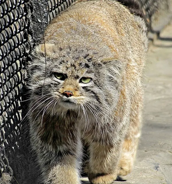 ノヴォシビルスク動物園のマヌルネコの写真