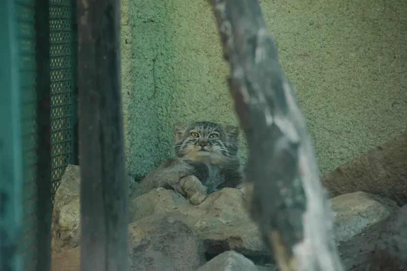ブダペスト動物園・植物園のボリス Ⅱの写真