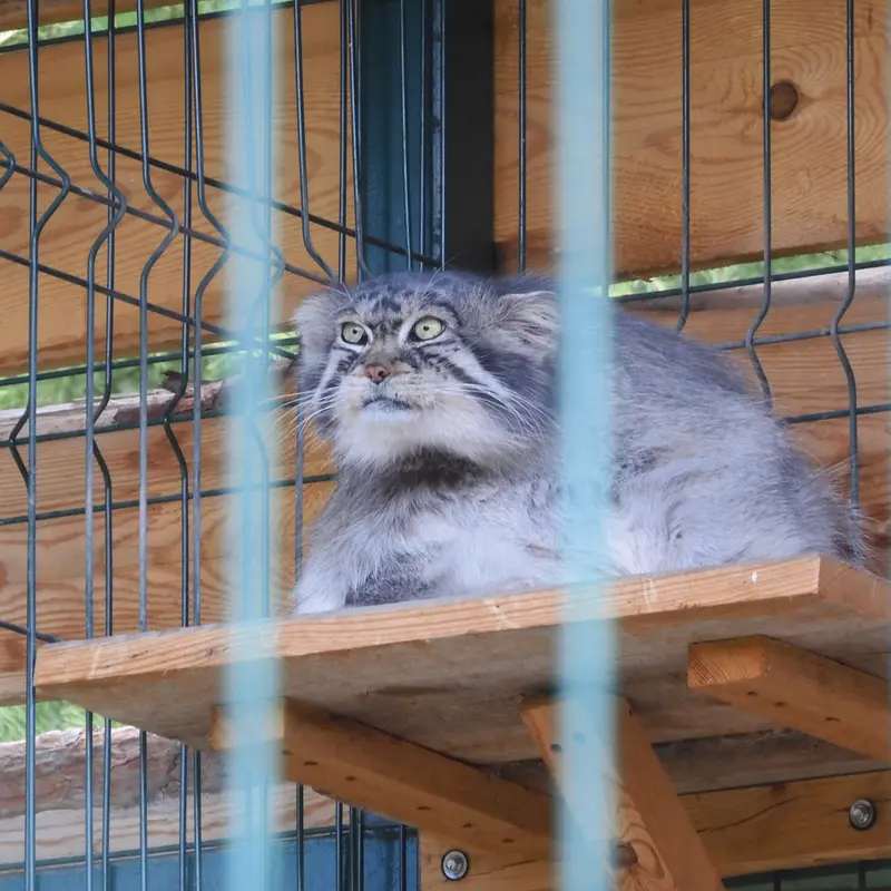 マヌルネコの写真