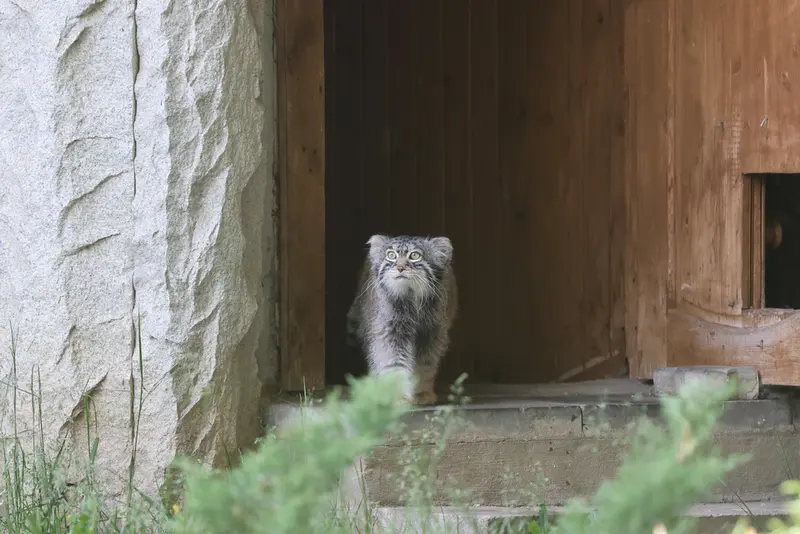 モスクワ動物園のティモフェイの写真