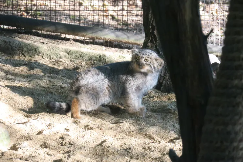 ブルノ動物園のマヌルネコの写真