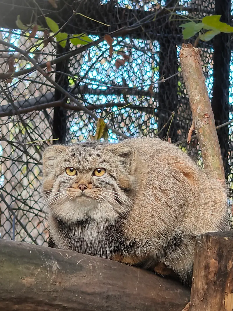 ノヴォシビルスク動物園のアデルの娘（2026年生まれ）Ⅱの写真