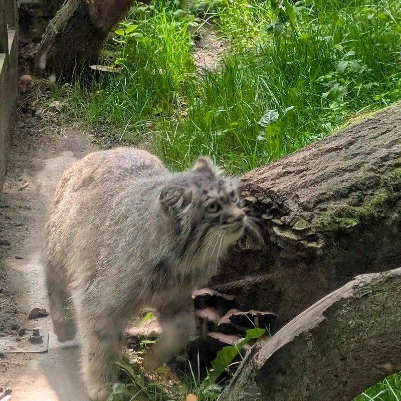 コシツェ動物園のアイセンの写真