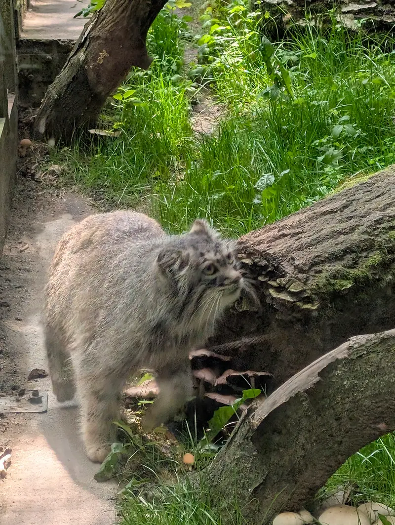 コシツェ動物園のアイセンの写真