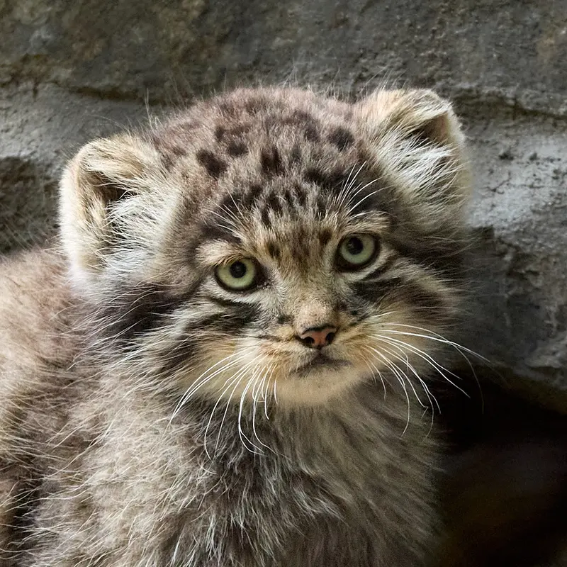 ノヴォシビルスク動物園のマヌルネコのロロの息子 b.2026 Ⅱ